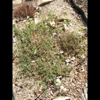 Helianthemum apenninum subsp Apenninum (fam Cistacees) (Europe sud et sud-ouest) (1)